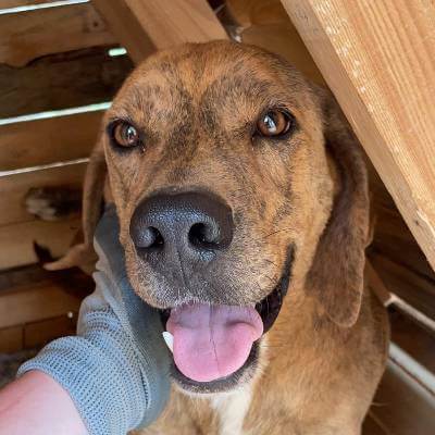 Griekse adoptiehond: Tigran, Reu van 6 jr en 4 mnd oud.