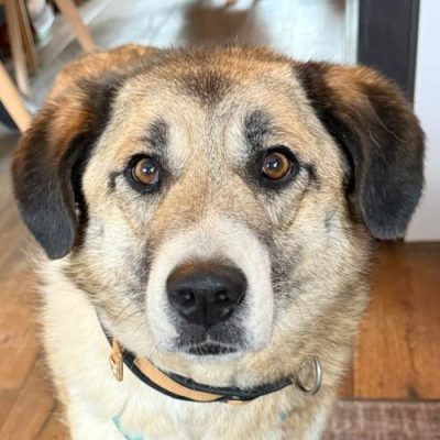 Griekse adoptiehond: Vlacha, Teef van 5 jr en 0 mnd oud.