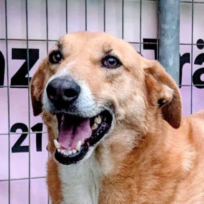 Griekse adoptiehond: Wilbur, Reu van 5 jr en 3 mnd oud.
