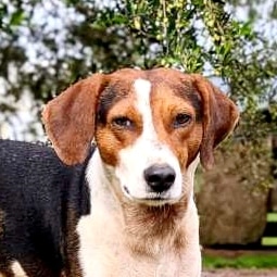 Griekse adoptiehond: Rocco, Reu van 4 jr en 9 mnd oud.