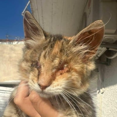 Griekse adoptiekat: Aria, Poes van 0 jr en 5 mnd oud.