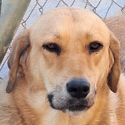 Griekse adoptiehond: Charlotte, Teef van 5 jr en 3 mnd oud.
