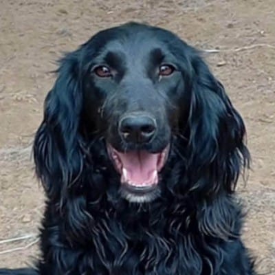 Griekse adoptiehond: Dimi, Reu van 4 jr en 5 mnd oud.