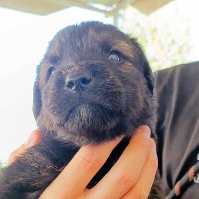 Griekse adoptiehond: Fievel, Reu van 0 jr en 2 mnd oud.