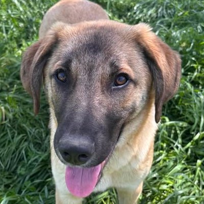 Griekse adoptiehond: Huey, Reu van 0 jr en 11 mnd oud.