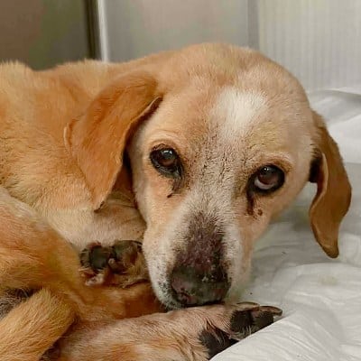 Griekse adoptiehond: Kiki, Teef van 12 jr en 1 mnd oud.