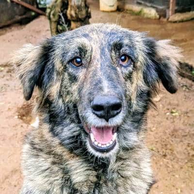 Griekse adoptiehond: Pella, Teef van 3 jr en 11 mnd oud.