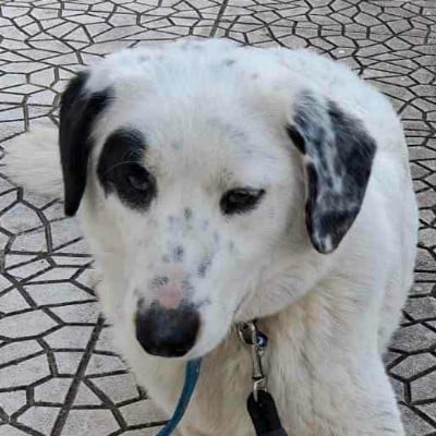 Griekse adoptiehond: Piratina, Teef van 1 jr en 9 mnd oud.