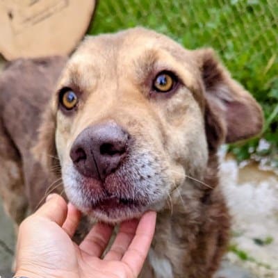 Griekse adoptiehond: Siva, Reu van 7 jr en 5 mnd oud.