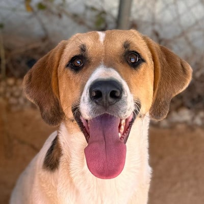 Griekse adoptiehond: Spice, Reu van 3 jr en 5 mnd oud.