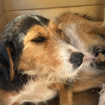 Griekse adoptiehond: Stella, Teef van 1 jr en 8 mnd oud.