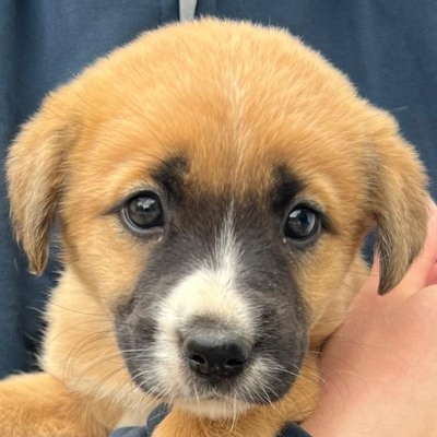Griekse adoptiehond: Strawberry, Teef van 0 jr en 3 mnd oud.