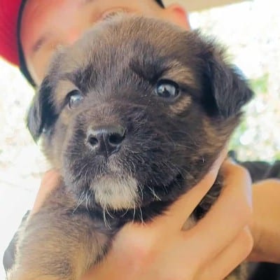 Griekse adoptiehond: Tanya, Teef van 0 jr en 2 mnd oud.