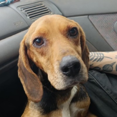 Griekse adoptiehond: Vaggos, Reu van 9 jr en 1 mnd oud.
