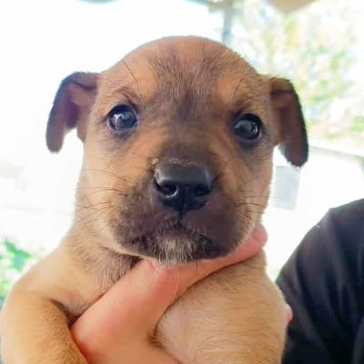 Griekse adoptiehond: Yasha, Teef van 0 jr en 2 mnd oud.