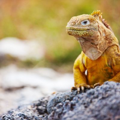 GALAPAGOS ISLAND HOPPING Wildlife - Yellow Land Iguana - Ecuador & Galapagos Tours
