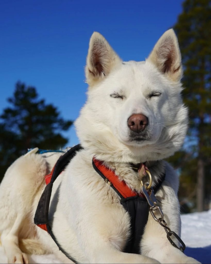 Denali
