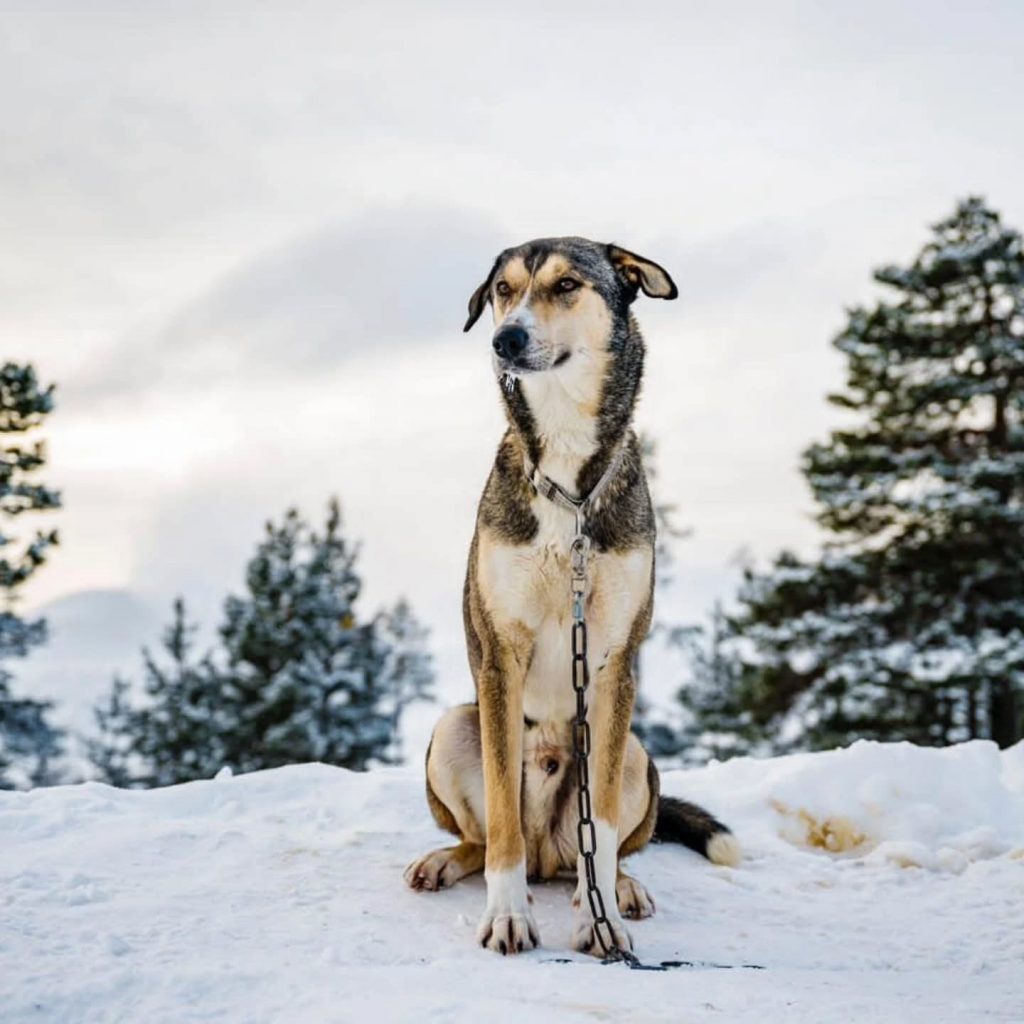 koda