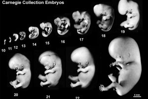 امبریولوژي (Embryology) او د هغې څانګې
