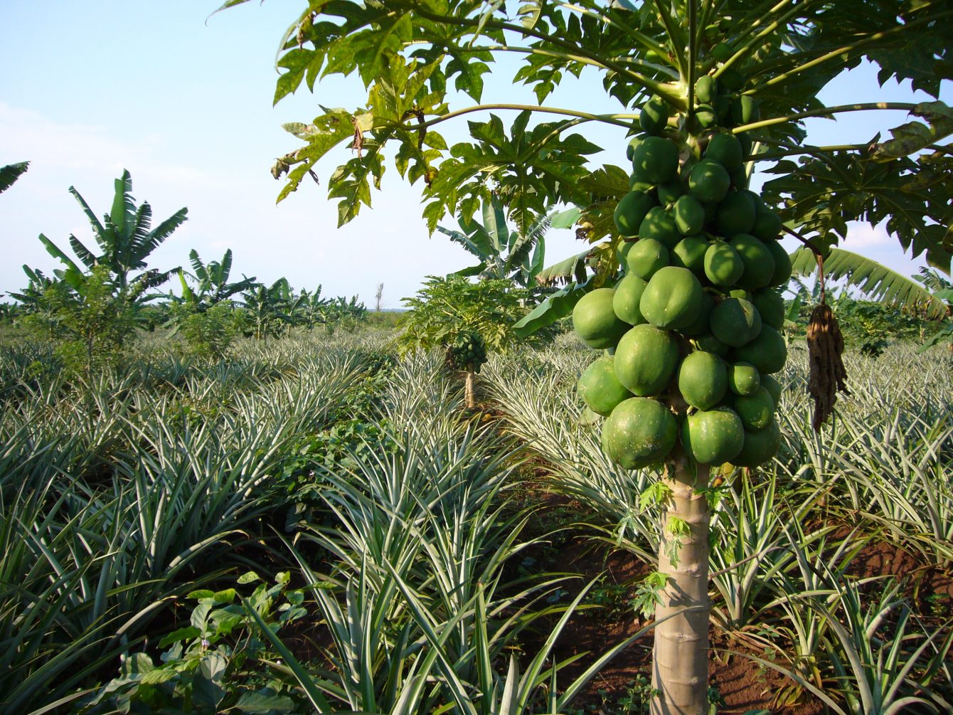 Amfri Farms Ltd.