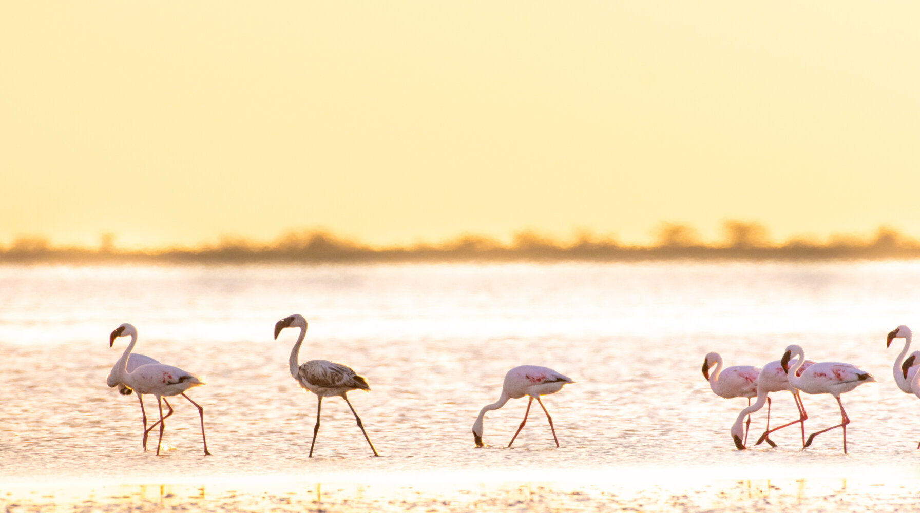 destinationen-botswana-gebiete-nata-bird-sanctuary-voegel-flamingos-consafarity-1792x1000.1599474506 Destinations
