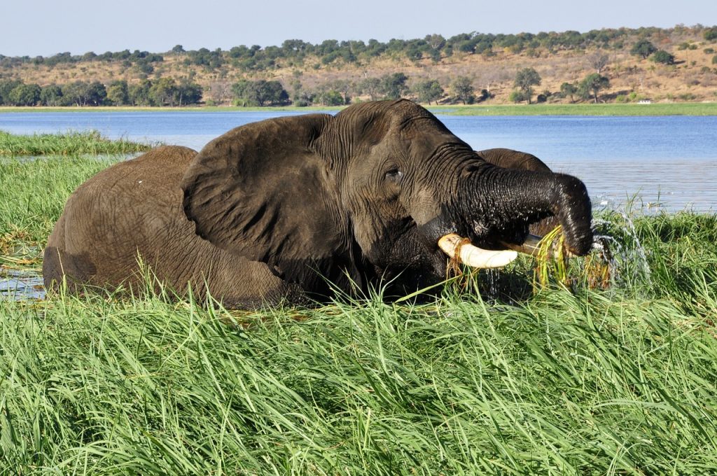 elephant-water-elephant-reed-73130-1024x680 Destinations