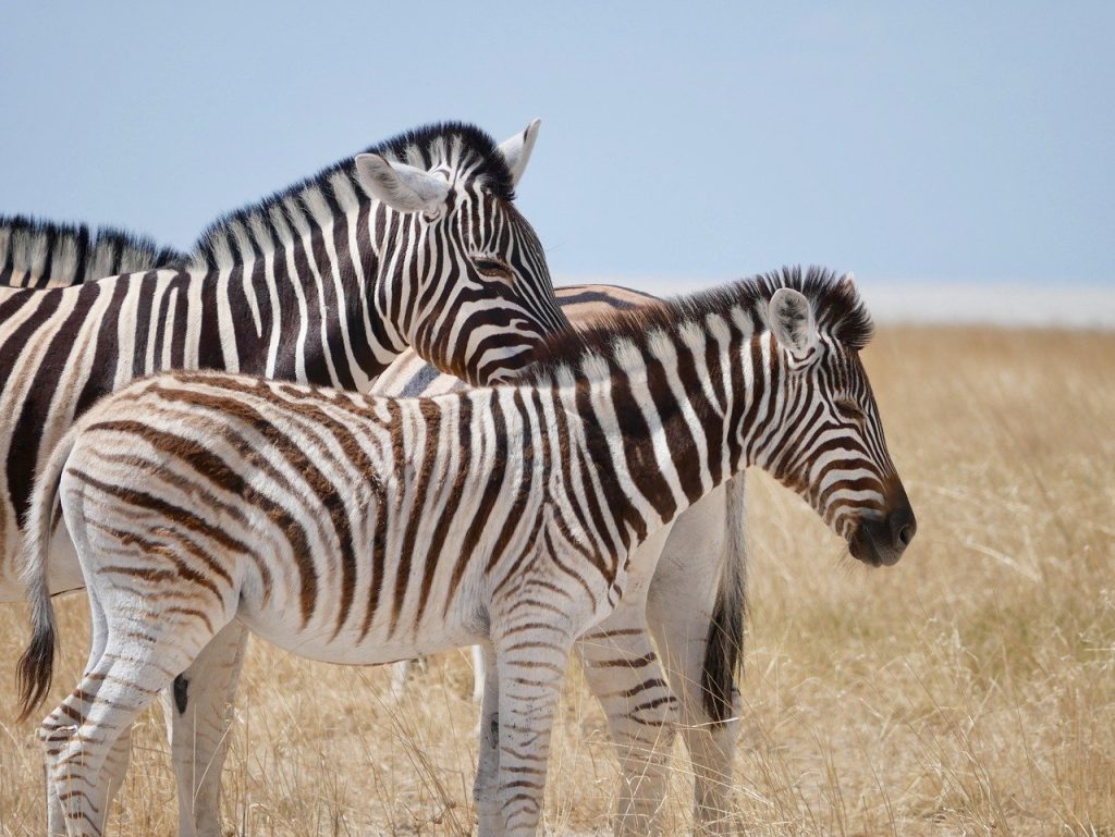 zebra-africa-friendship-7746719-1024x769 Destinations