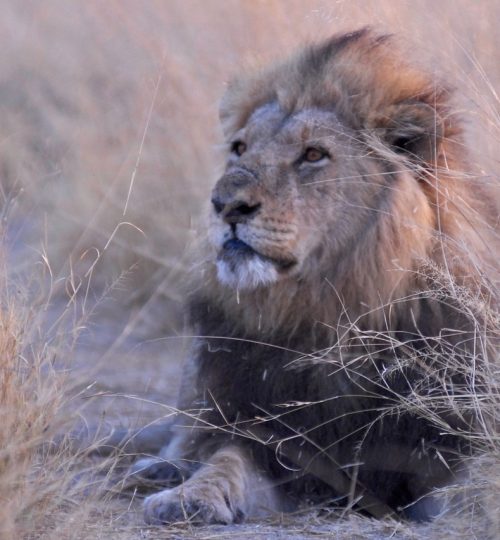 botswana-lion-africa-952728-q94djd5v3y9kjnirj1bef98cuh2fmec2lpld7c4r2w Our safaris