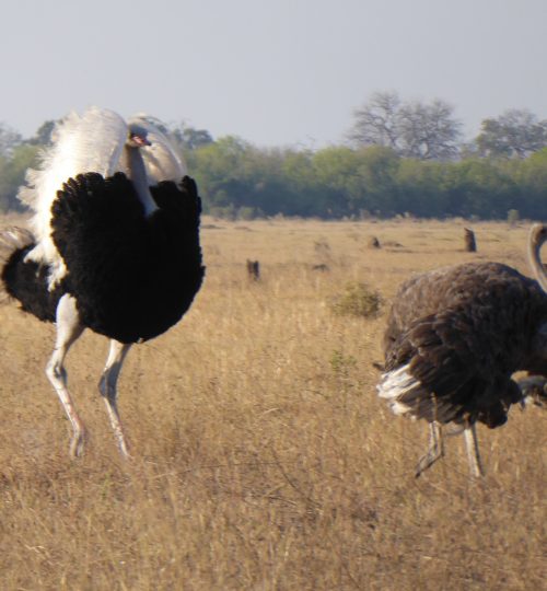 c45bc190-7c8c-4374-ad69-1a08ca6cd393-qaakts4qi2spxktwjzybwb78bb952hdhpxnb046crc Our safaris
