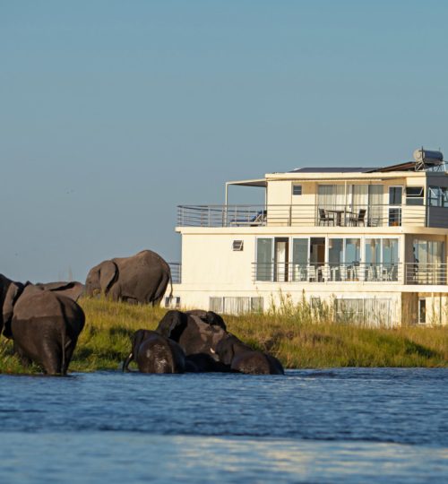 chobe-princess-q9b4melaops26k5blpz82ymu4cb1pfctrc3bawvm6w Our safaris
