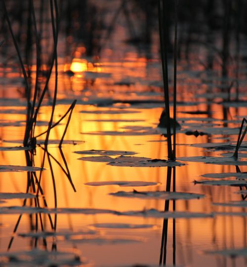 evening-atmosphere-water-botswana-1225342-qc777gncroaw6hp3bkkthpfmkugk5kx9asbra7bk7s Our safaris