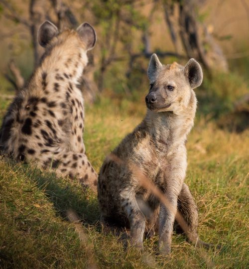 hyena-africa-botswana-1022409-qc77kdxgqnzttgx8unp59y0smkr8zr8e2r93u65ons Our safaris