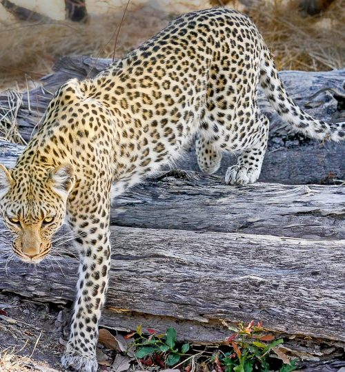 leopard-africa-safari-2923959-qc7st1mwgqr6lm7ps6p8nzi1kvuorkvh7gr0foe2vs Our safaris