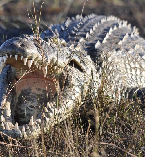 nature-wildlife-animal-3326975-qc82pnmlbyxfbs7tfbzrmzvmxi5v1mlewiwp0vn28o Our safaris