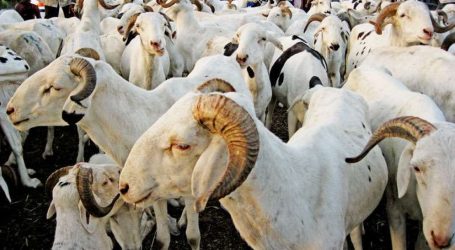 Le Botswana suspend toute exportation de bétail