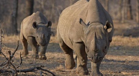 Namibie : Les rhinocéros victimes de braconnage ont presque doublé en 2022