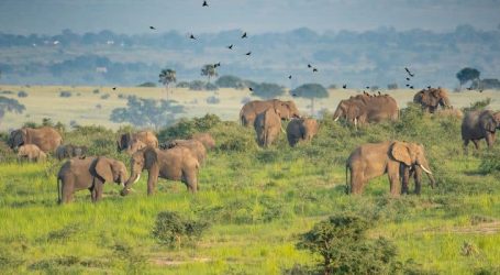 Début controversé du forage pétrolier dans le parc national de Murchison Falls en Ouganda, suscitant des préoccupations sur la biodiversité