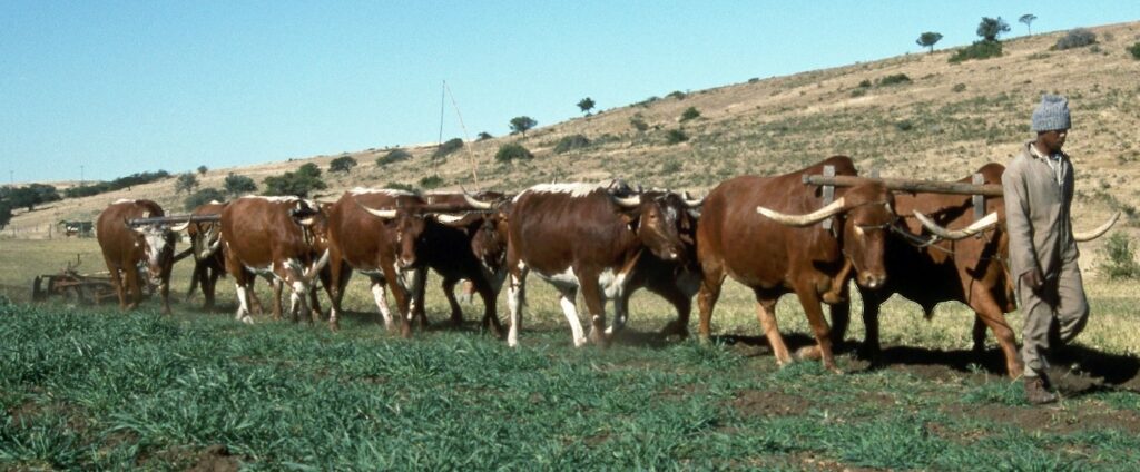 A picture containing grass, outdoor, cow, sky

Description automatically generated