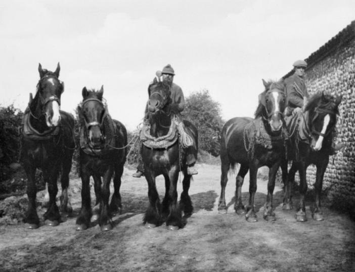 Acquired in 2022, the inspiration for reviewing my 2014 article: horses at ‘Hall Farm’, Edingthorpe, Norfolk, circa 1930 of which two (centre and centre right) are wearing sedge collars.