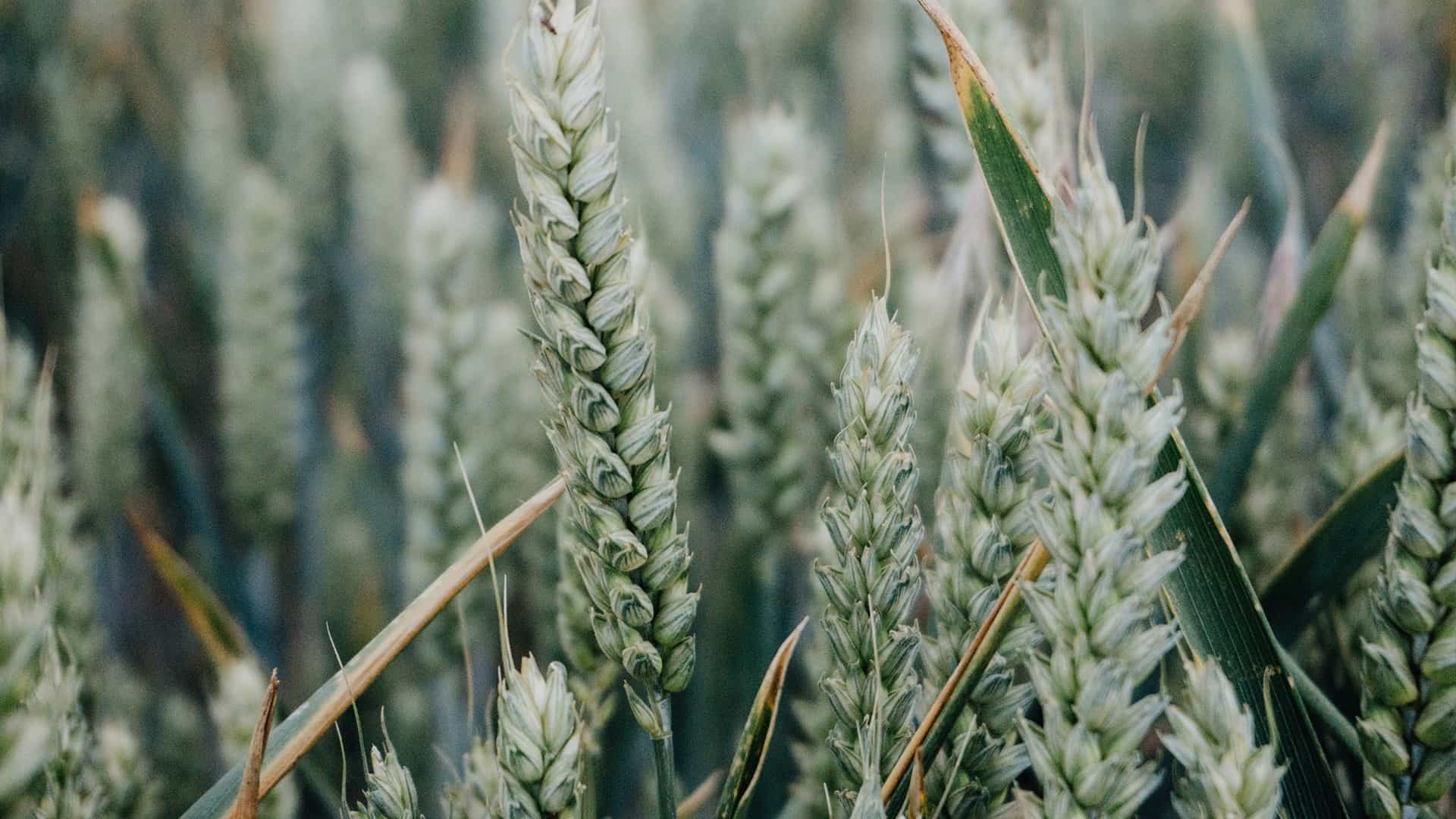 Kom til Agro Markets, landmænds vigtigste analyseinstitut