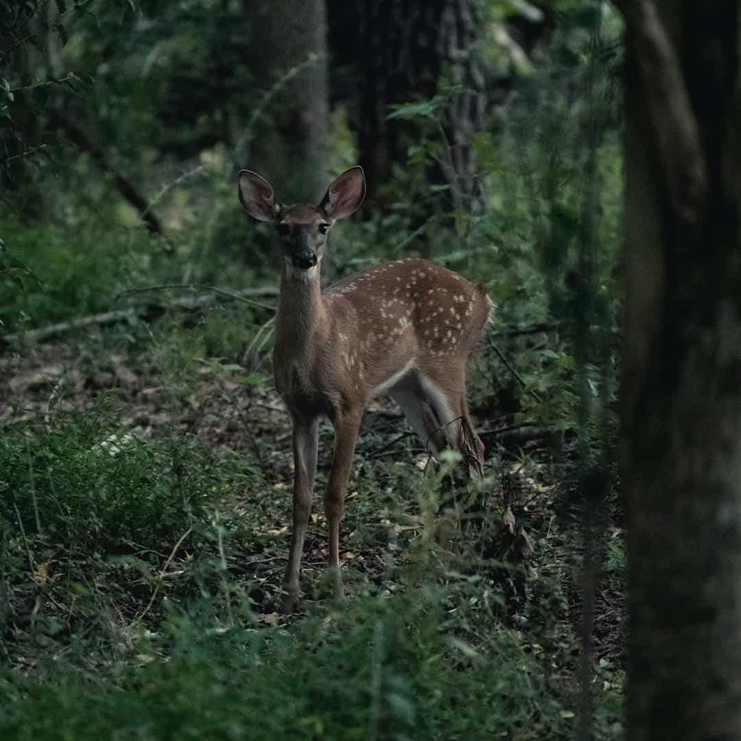 Skovrejsning