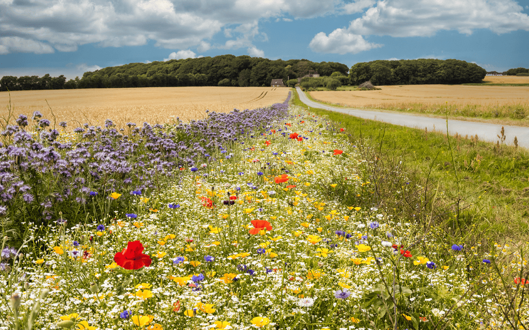 Skal vi etablere dine blomsterstriber i 2024?