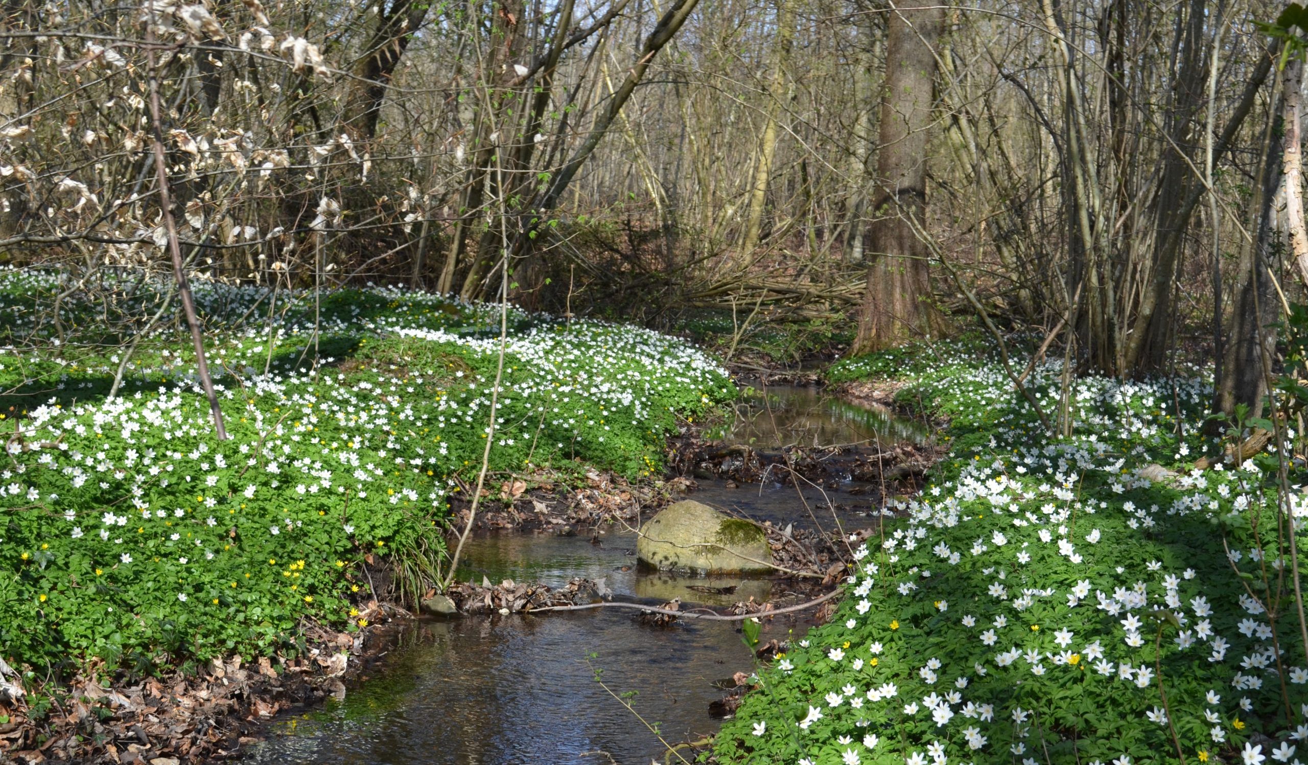 Urørt skov