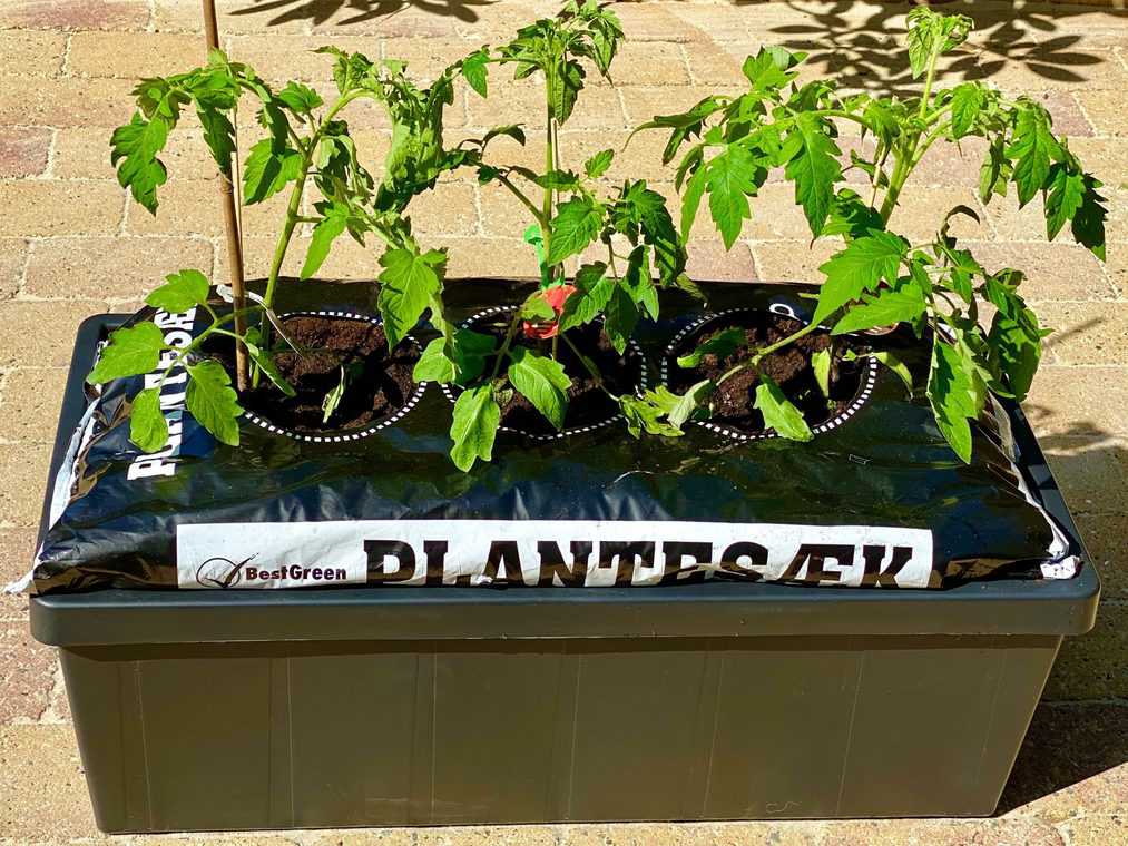 Homefarm aux plants de tomates