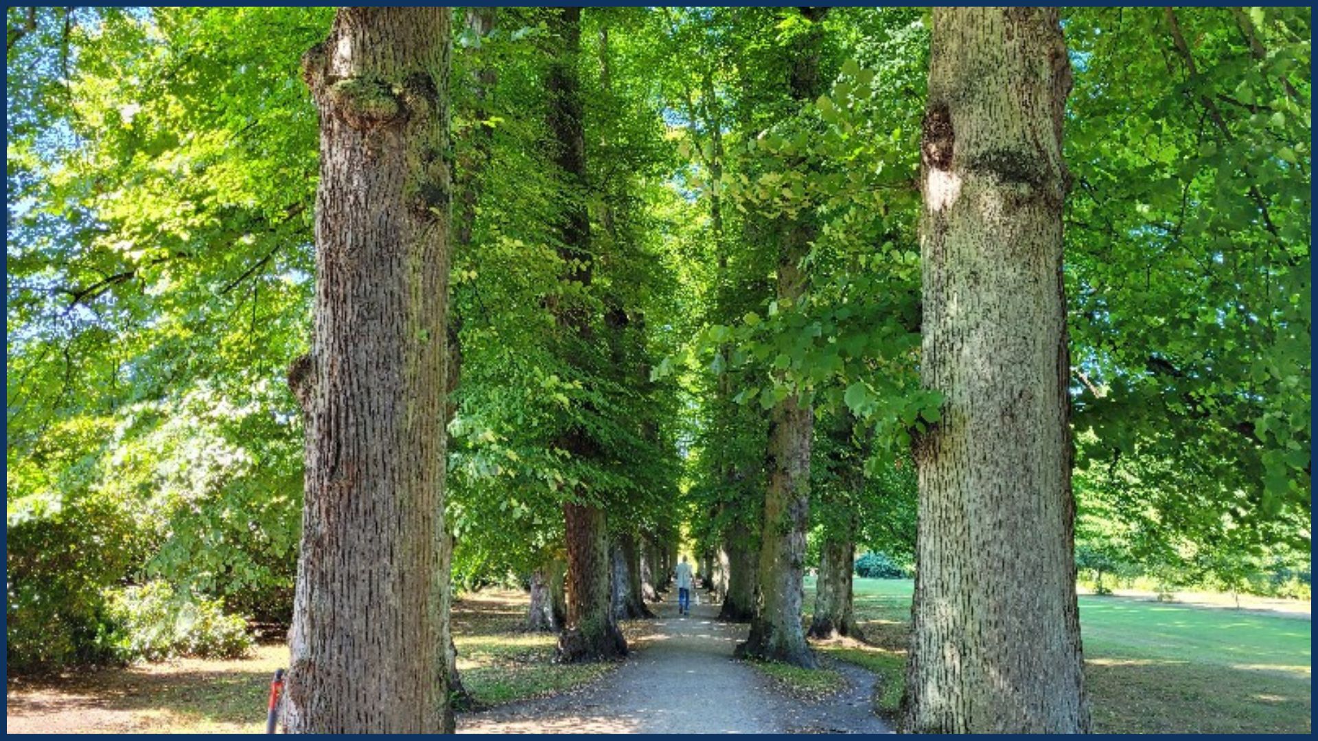 Der Blick auf eine Allee mit großen Bäumen, das Blattwerk ist satt dunkelgrün.