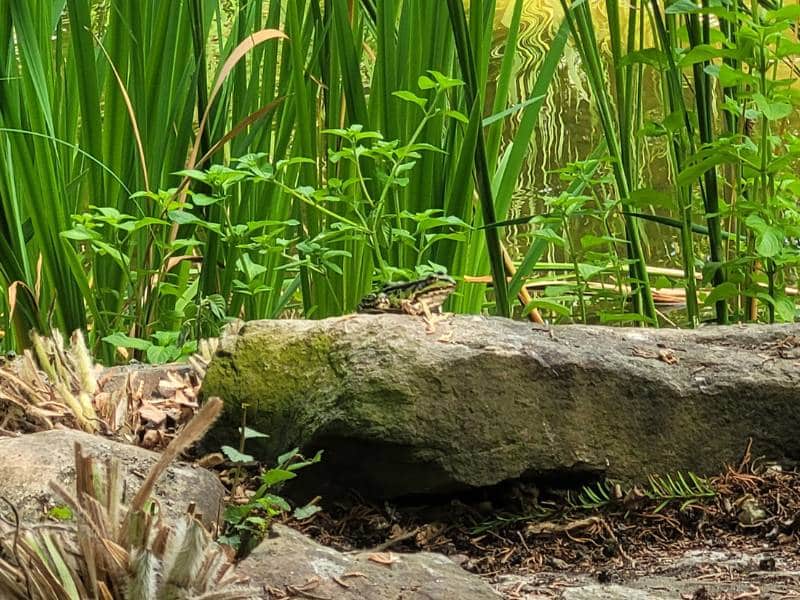 Ein grüner Frosch sitzt auf einem Stein vor Pflanzen, die am Ufer eines Teiches stehen.