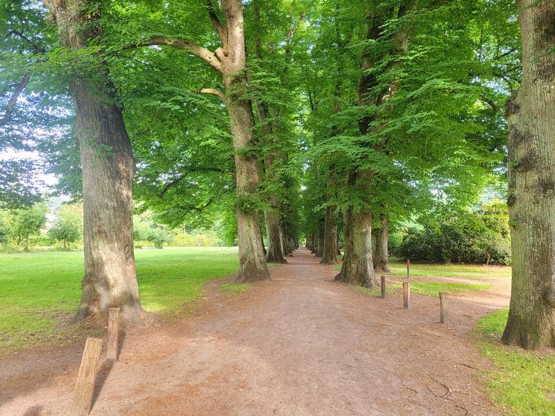 Blick entlang einer Allee von sehr großen und sehr grünen Bäumen