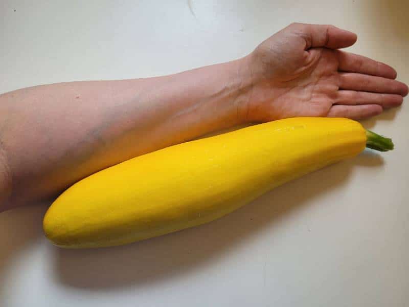 Eine gelbe Zucchini liegt neben einem Unterarm einer Frau. Man erkennt, dass die Zucchini so lang ist wie der Unterarm und auch fast so dick.