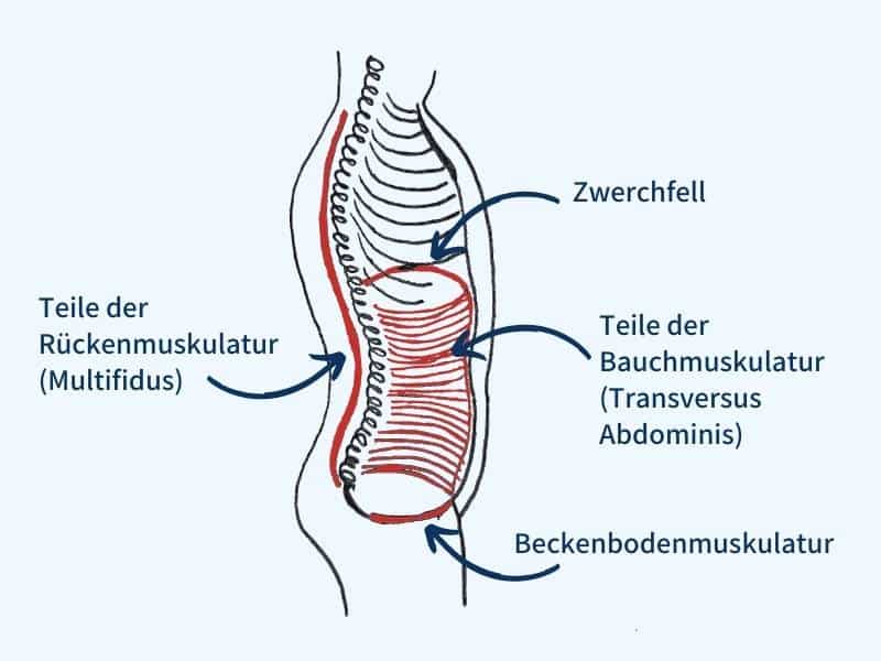 Eine sehr vereinfachte, schemenhafte Zeichnung eines Oberkörpers von der Seite. Man erkennt die Wirbelsäule und da dran liegende Muskulatur (Beschriftung: Teile der Rückenmuskulatur (Multifidus), den Brustkorb mit dem Zwerchfell, die Bauchmuskulatur (Beschriftung: Teile der Bauchmuskulatur (Transversus Abdominis) und auch den Beckenboden.