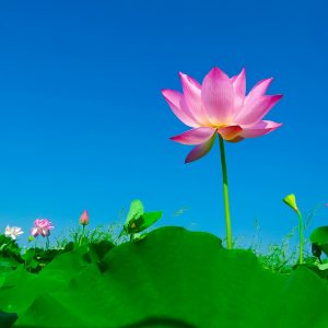 lotus flower